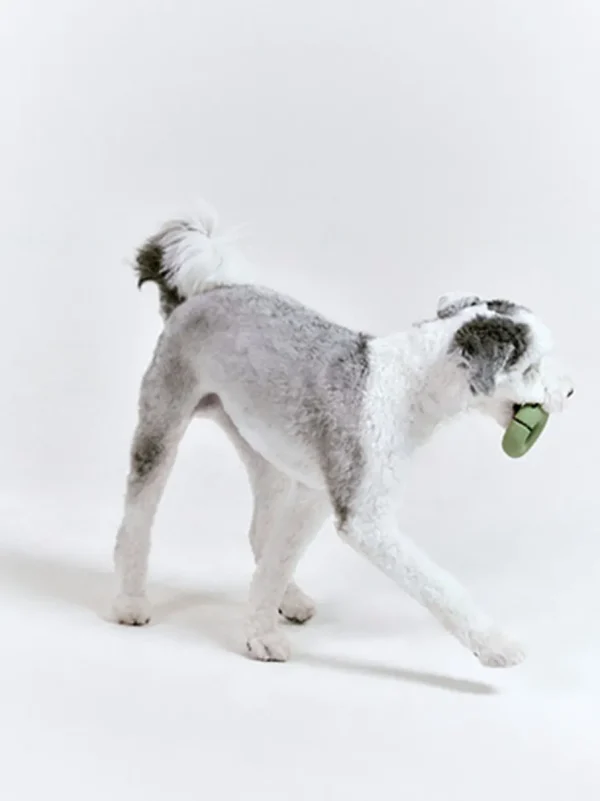 Haiwan Gori (Olive Green)